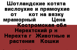 Шотландские котята -вислоухие и прямоухие от 2000,кот на вязку мраморный 1300 › Цена ­ 2 000 - Костромская обл., Нерехтский р-н, Нерехта г. Животные и растения » Кошки   
